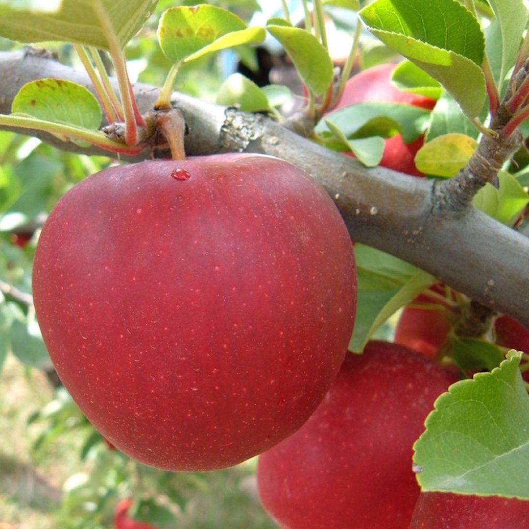 Variété de pomme