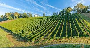 Les vignes du Château de Franqueville Les vignes du Château de Franqueville
