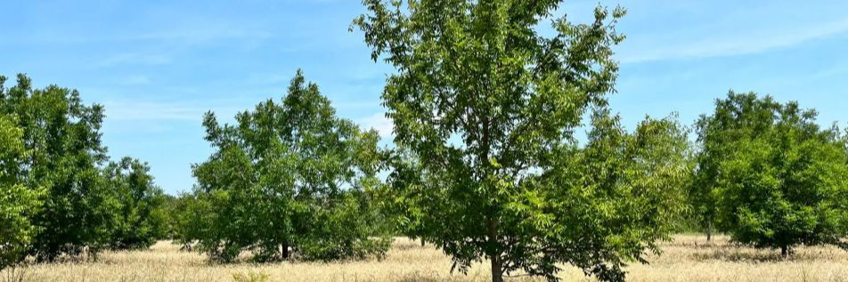 Pourquoi l’arbre est-il indispensable pour l’agriculture et face au changement climatique ? Pourquoi l’arbre est-il indispensable pour l’agriculture et face au changement climatique ?