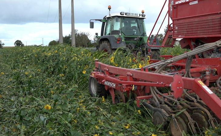 Semis dans un couvert destiné à enrichir la vie du sol