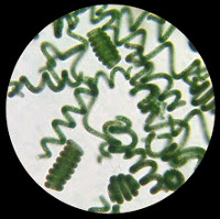 Spiruline au microscope Spiruline au microscope
